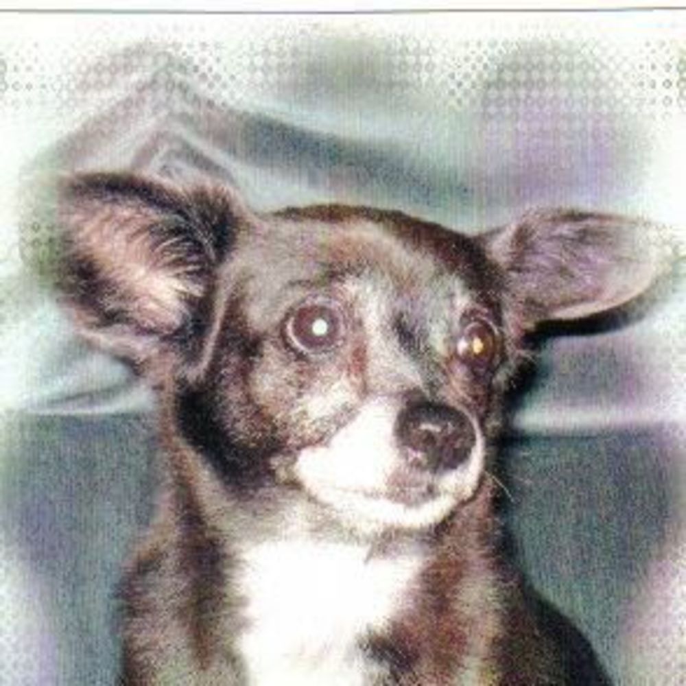 Meet your Posher, Gayle